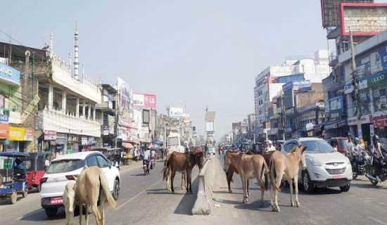 छाडा चौपायाले सवारी आवागमनमा समस्या