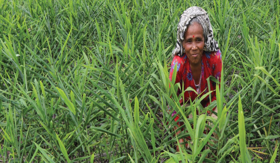 विस्थापित किसान पुनः अदुवा खेतीमा