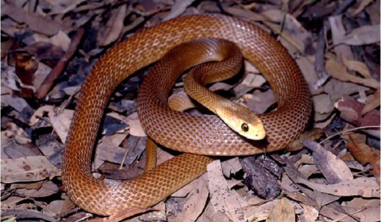 सर्पदंशसम्बन्धी सचेतनामूलक तालिम सञ्चालन