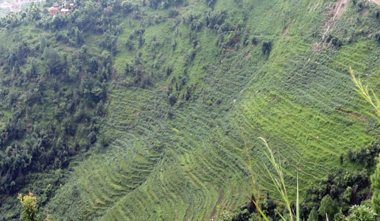 बाँझो जमिनमा खेती लगाउन पहल