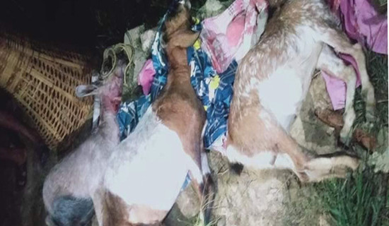 खोरमै आएर खान्छ बाघले बाख्रा