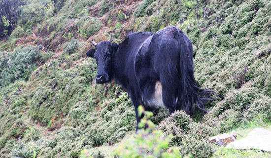 सन्दकपुरमा व्यावसायिकरुपमा चौँरीपालन