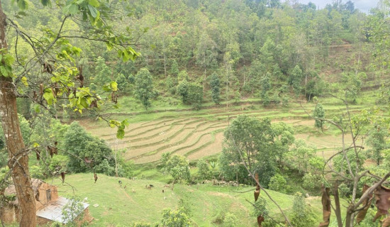 युवा विदेशमा, गाउँको गैरीखेत बाँझै