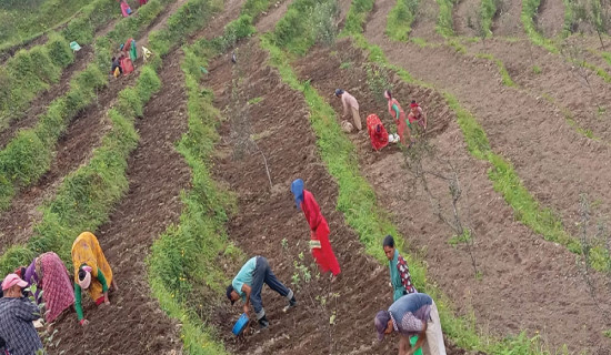 सतबाँझमा पैँतालिस हजार ओखरका दाना रोपिए