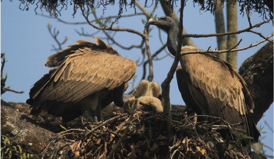 गिद्धका लागि वासस्थान गम्भीर चुनौती बन्दै