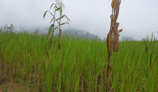 गाउँबाट लोप हुँदैछ स्थानीय घैया धान