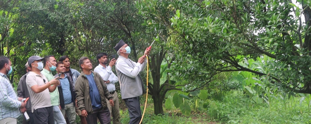 सुन्तला जोगाउन बगैँचामा विज्ञ