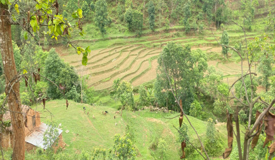 युवा पलायनले गाउँको गैरी खेत बाँझै