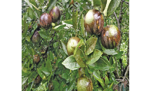 अख्तियारी नआउँदा  कार्यक्रम प्रभावित