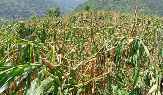 हावाहुरीले मकैबाली नष्ट