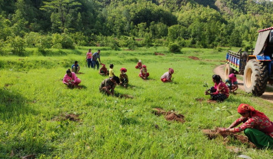 ३४ हजारभन्दा बढी बिरुवा रोपियो
