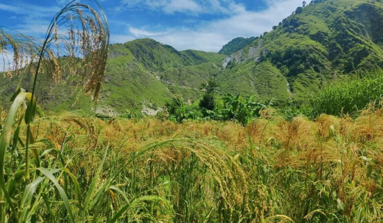 बाजुराको चिनोबाली लोप हुने अवस्थामा