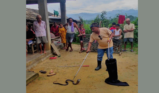 तराईमा विषालु सर्पको बिगबिगी