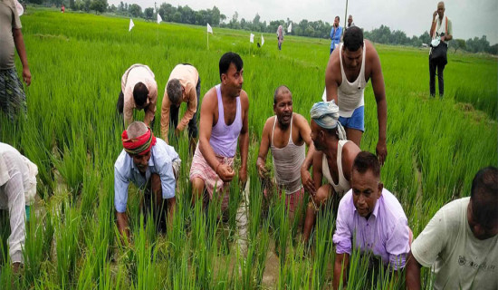 जनश्रमदान गरेर अभियान सुरु