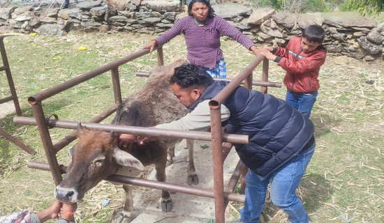 लम्पी स्किन महामारी : सुदूरपश्चिममा १४ हजार बढी चौपायाको मृत्यु