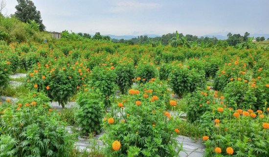 डाँडोमा बाह्रै महिना ढकमक्क सयपत्री