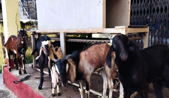 बेच्न लैजाँदै गरेको खसीबोका पक्राउ
