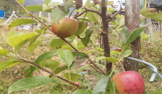 हिमाली क्षेत्र घुन्सामा फल्न थाल्यो स्याउ