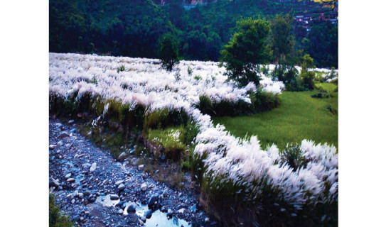 फुल्यो काँस, नजिकियो चाड