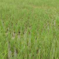 अनलाइनबाटै ऋण दिने योजनामा छौँ