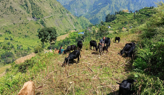 ‘बुकी’बाट बेँसी झर्न थाले गोठाला