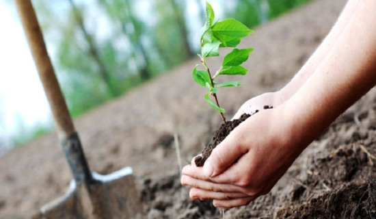 बिरुवा रोपिन्छ, संरक्षण हुँदैन