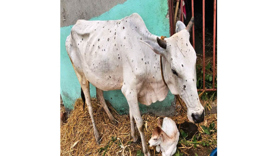 ‘लम्पी स्किन’ विरुद्ध खोप अभियान