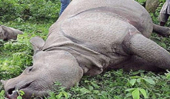 गैँडा मृत फेला