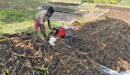 जलकुम्भीबाट कम्पोस्ट मल