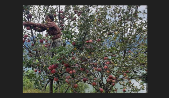 बाटो खुलेपछि स्याउ टिप्न सुरु