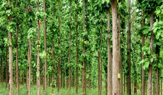 वन क्षेत्रको अतिक्रमण बढ्दो