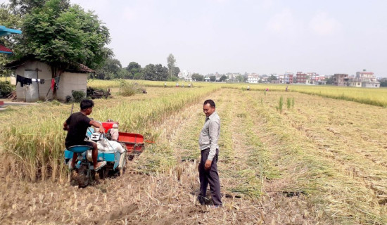 घाम लागेपछि किसानले धान भित्र्याउन थाले