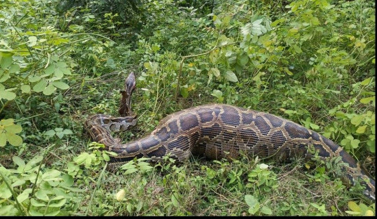 घाइते अजिङ्गरको उद्धार