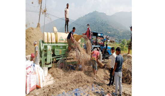 प्रविधिले धान उत्पादन लागत घट्यो