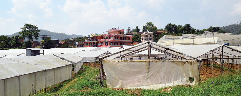 सत्तरी हजार घरपरिवार कृषिमा आबद्ध