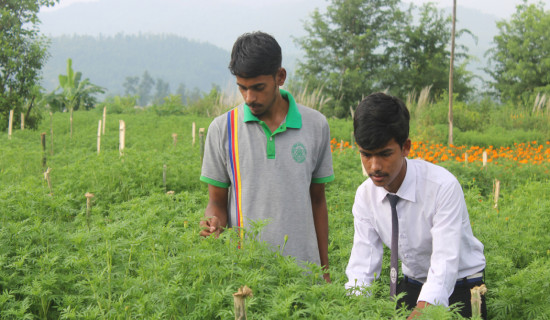 बिरुवा उत्पादनले बदलिएको पहिचान