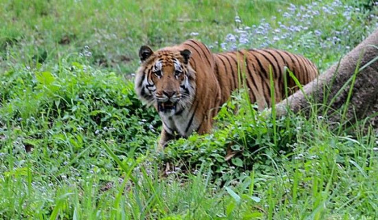 राप्तीसोनारीमा बाघ देखियो, सजगता अपनाउन आग्रह