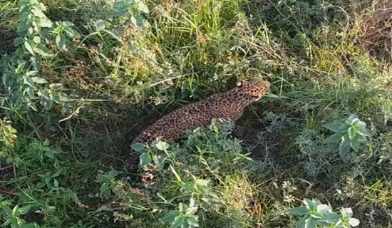 चितुवाको आक्रमणबाट एक बालिका घाइते