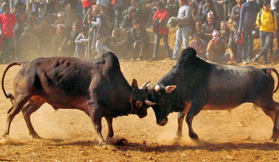 अन्तर्राष्ट्रिय फिल्म फेस्टिबल’ मा ‘गोरु पर्व’ छनोट