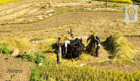 पाक्यो धान, दाइँ हाल्दै