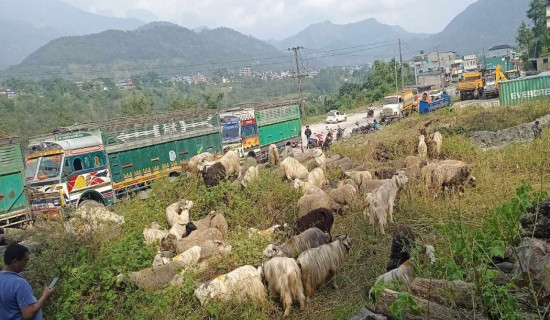 साइपालबाट चार करोड मूल्य बराबरको भेडा निर्यात