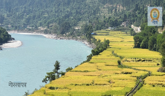 भेरी किनारमा पाक्यो धानबाली