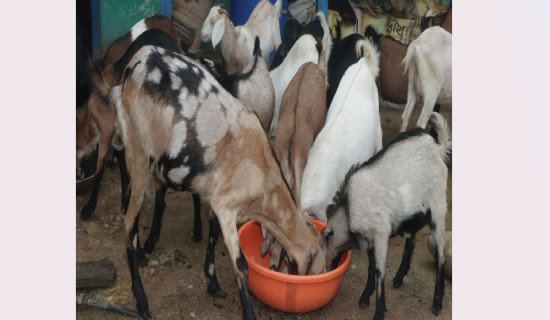 खसीबोका बिक्रीबाट मनगे आम्दानी