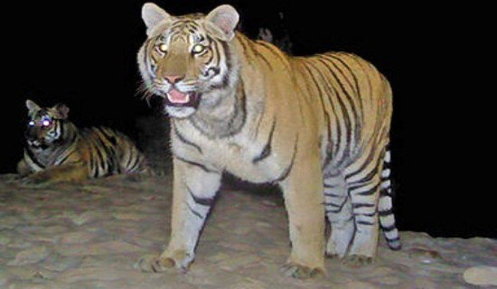 बाघको आक्रमणबाट एक युवतीको मृत्यु, बाघ धपाउन पाँच राउण्ड हवाई फायर