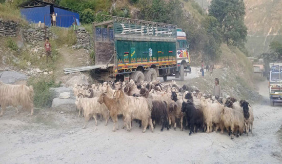 दसैँका लागि साइपालका भेडाच्याङ्ग्रा पोखरा निर्यात