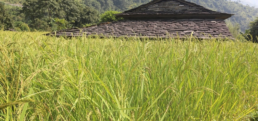 धानको बाला झुल्यो फाँटैमा (फोटो फिचर)