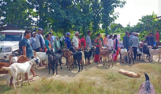 दाङमा एक करोड १६ लाख बढीको खसीबोका बिक्री