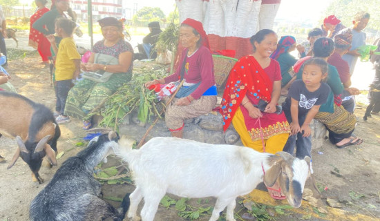 खसी–बोका बेच्न महिला बजारमा