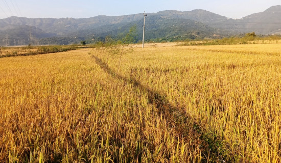 पाकेको धानले माडीफाँट बन्यो पहेँलपुर