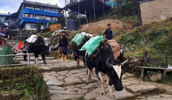 चौंरी गाईमार्फत ढुवानी